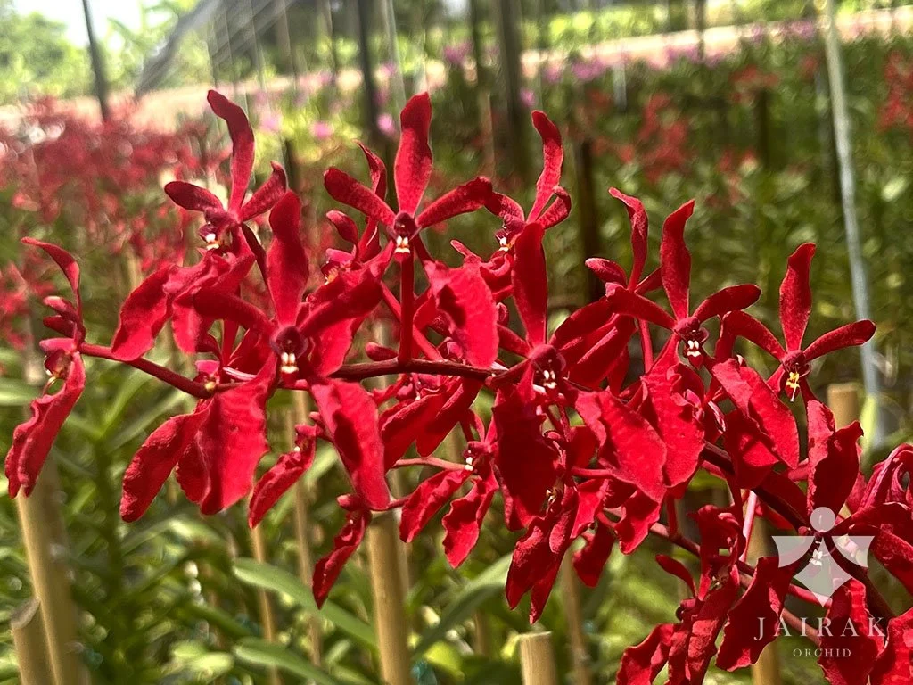 Renanthera+Akihito+x+